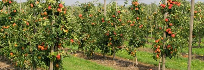 Reihe von Apfelbäumen mit Äpfeln